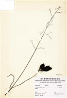 藏品(假人參)的圖片